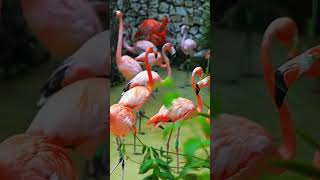 Beautiful Flamingos #youtubeshorts #wildlife #flamingos