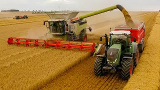 GROS CHANTIER DE MOISSON ! New Lexion 8800 TT & MF 7726 black