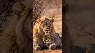 Top 10 Fastest Animal In The World 🌍#shorts #ytshorts #animals  #worldknowledge27