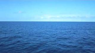 Shark Feeding Frenzy Snorkeling Great Barrier Reef