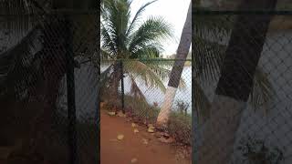 Beautiful Ranga Rayadu Cheruvu (Lake), Ongole, Andhra Pradesh