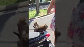 Don’t you just love monkeys 🙊 #trending #viral #suscribe #fyp #amazing #funny