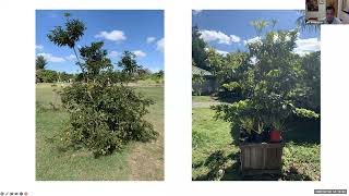 Tropical Fruit Tuesdays: Growing Fruit Trees in Containers