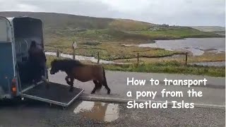 How to transport a pony from the Shetland Isles – part 4 - TV Episode 356