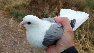 Заберите чужака, Усть-Кинельский, Олег Костяков.