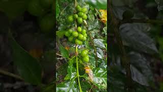 visit of Horticultural Research Station, Thadiyankudisai Part 1🌧️🌄#kodaikanal #letest #hrs #horti