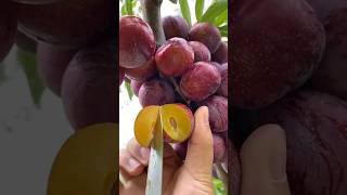 World's biggest palm fruit cutting #palm #shorts