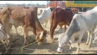 Superhit video kankrej cow and Dajal bull amazing cattle market