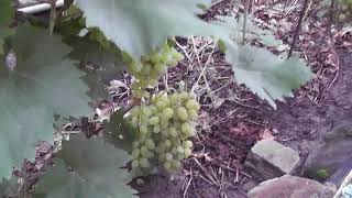 Сорт винограду "Бесподобный" - сезон 2022 # Grape variety "Bespodobnyi" - season 2022