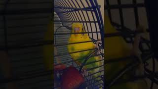 Adorable Pet Bird Parakeet#budgie #parakeet #birds #bird #pets #shorts