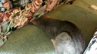 Kitten Squeezes Under Couch for Ball