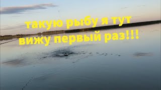 Рыбалка на поплавочную удочку летом на водохранилище. #рыбалка2023 #рыбалка #