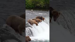 Bears hunting for lunch in Alaska 🐻[Excellent skills]