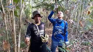 Kehausan di hutan minum air Kayu Bajakah