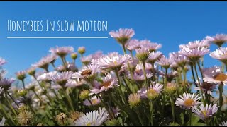 Honeybees in Slow Motion Vol.3 (DJI Pocket 2 - slow motion 1080p 8x)