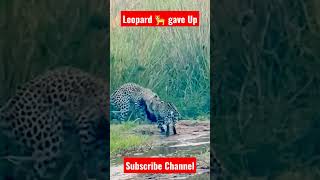 Leopard 🐆🐆 gave up finally #youtube #viral #shortsfeed #shorts