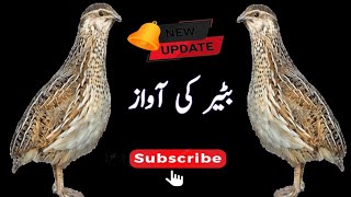 King Quail sounds||Madi Batera voice for shikar||@Bilalbirdsfarming