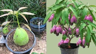 The Best Video Amazing Mango grafting technique..(100% success result)