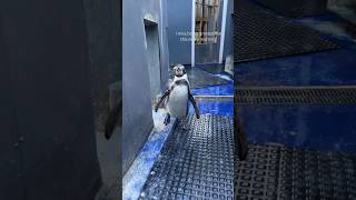 Morning penguin greeting 🐧🫶🏼 #penguin #penguins #zookeeper #bestie #animalfriendship #animallover