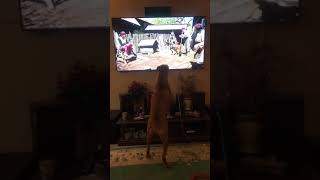 My dog trying to get to the dog on tv