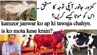 kamzor janwar ka ilaaj - Dr Waheed Ahsan