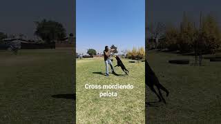 Cros mordiendo pelota suave