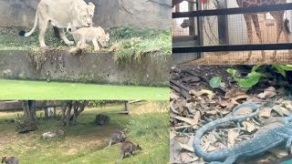 Visit to London Zoo with family!