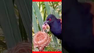 #birds ভিডিওটি না দেখলে বুঝবেনি না স্বার্থ কি জিনিস। #natural #reels #shorts #bird