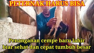 PENANGANAN CEMPE BARU LAHIR BIAR SEHAT DAN CEPAT TUMBUH BESAR