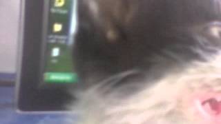 guyane_cybercafe_webcam_chaton_gouttiere_JEGO_miaulement