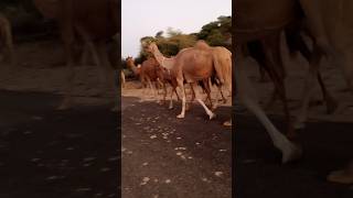 Camel on Road #camelofpakistan #camelofthar #thar