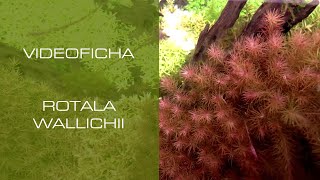 Rotala wallichii - VideoFicha - Un plumero con toques rojizos - PezVerde