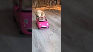 Cute Puppy Riding A Car #shorts