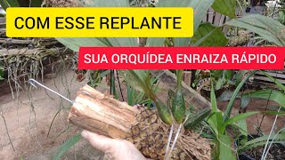 FAÇA SUA ORQUÍDEA ENRAIZAR RÁPIDO, COM ESSE REPLANTE