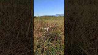 Caccia con il Setter inglese Luna