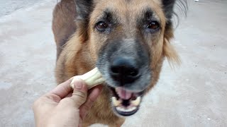 calcium bone for dogs