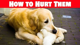 Words of Warning: Communication Habits That Hurt Dogs