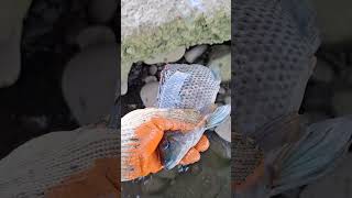 Nakaipit sa bato dinakma ko! ##fishing #hectortvvlogs #shorts #shortsviral #shortsvideo