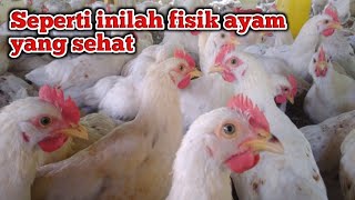 Ciri-ciri ayam yang sehat(Ayam pejantan sehat)