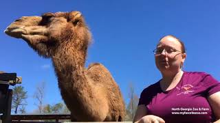 Wildlife Wonders at 1pm -Dromedary Camel