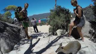 Wild Wallaby Visits Tourists at the Wineglass Bay Lookout In Tasmania