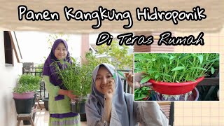 Panen Kangkung Hidroponik di Teras Rumah