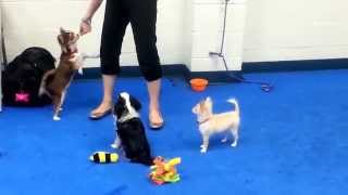 And in this corner... Three Chi's at Saturday's Puppy Party