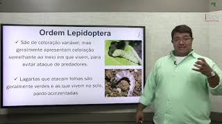 COMBO Agro   Entomologia   Luiz Eduardo Lazzarini    Aula 06