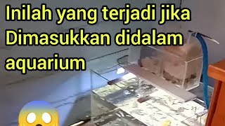 anda pasti tidak percaya ikan ini bisa mengumpul