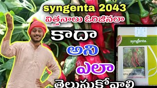 #syngenta #2043 విత్తనాలను వర్జినల్ అని ఎలా గుర్తుపట్టాలీ #seeds 2043chilli/2043 chili price//