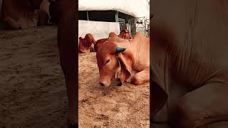 top gir breeding farm || results of Kanhaiya gir Bull