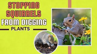 How To Stop Squirrels From Digging Up Plants??Easy Tricks