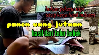 panen uang jutaan hasil dari telur bebek