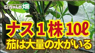 6月のナス。6月下旬から収穫期を迎えるナスに必要な追肥と潅水量は菜園での平均的な量を大きく超えています。6/8